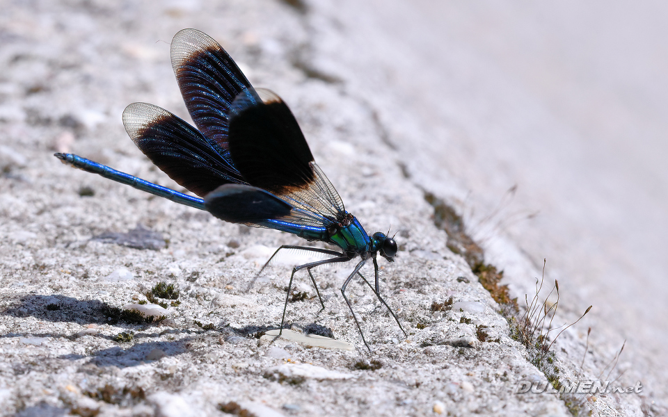 Banded demoiselle (male, Calopteryx splendens)